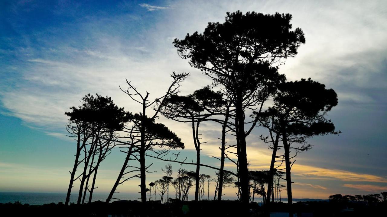 Casagrande Hotel & Beach Club José Ignacio Zewnętrze zdjęcie Monterey cypress trees at Point Arena, California
